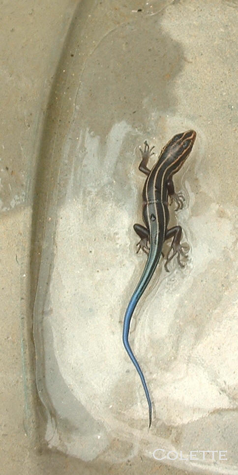 Photograph of Blue Skink lizard taken by Colette Dowell and is living in her solarium next to the tropical plants near by her enclosed swimming pool