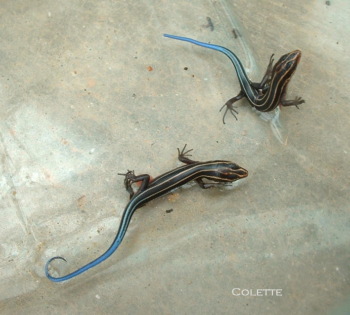 Photograph of baby blue skink lizard taken by Colette Dowell in her solarium in her home which houses and enclosed swimming pool and tropicla plants