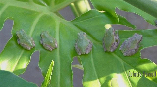 Tree Frogs Baby going extinct photograph by Colette Dowell