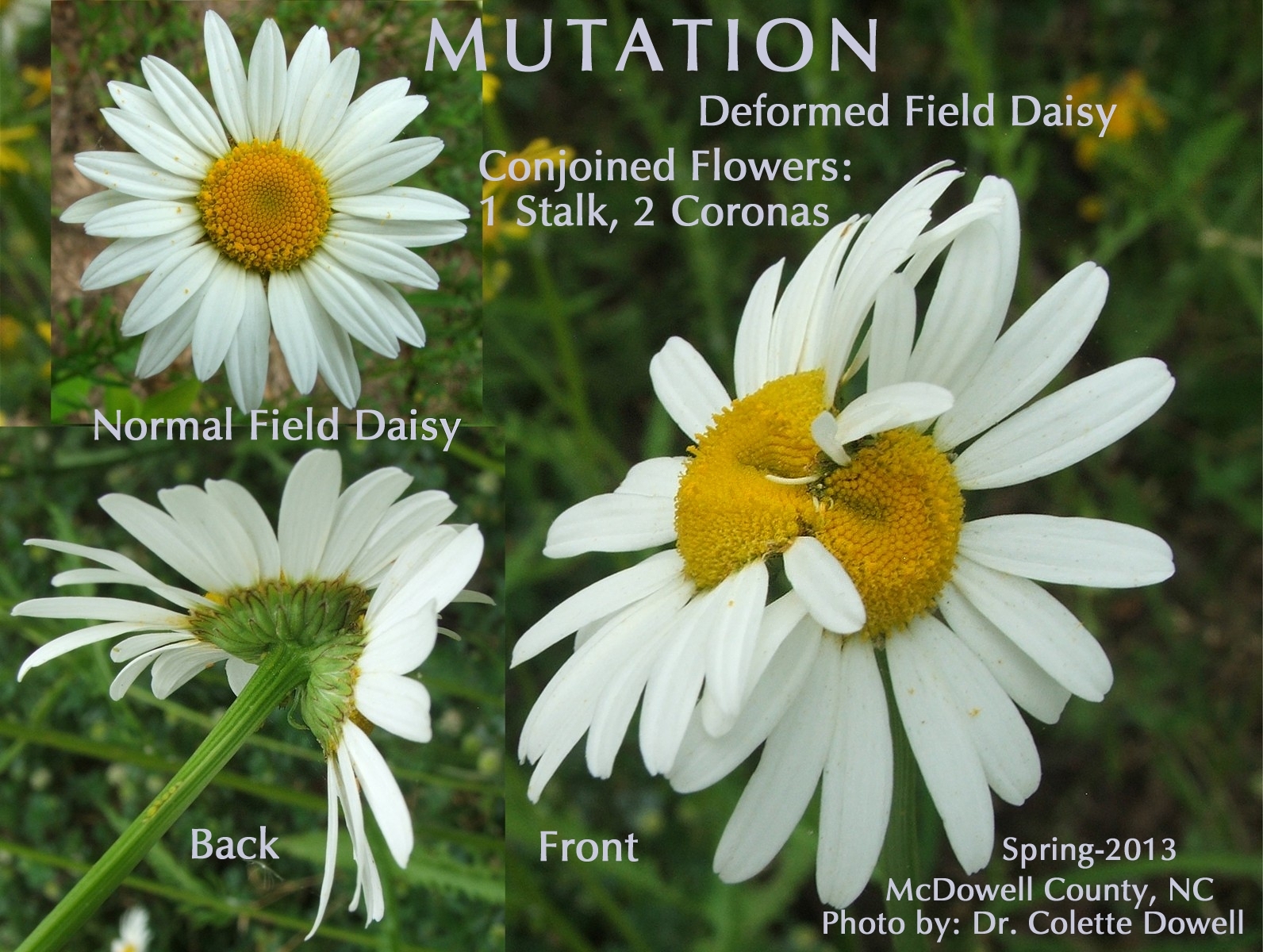 Mutated Flowers Daisy Twinning Parasites possible radiation diagram of mutation of flowers one normal