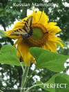 Fukushima perfect Sunflower not mutated radiation deformed nuclear plant flower